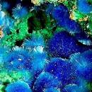 Cyanotrichite
